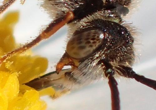 Réf. 180 743 : Nomada flavoguttata
